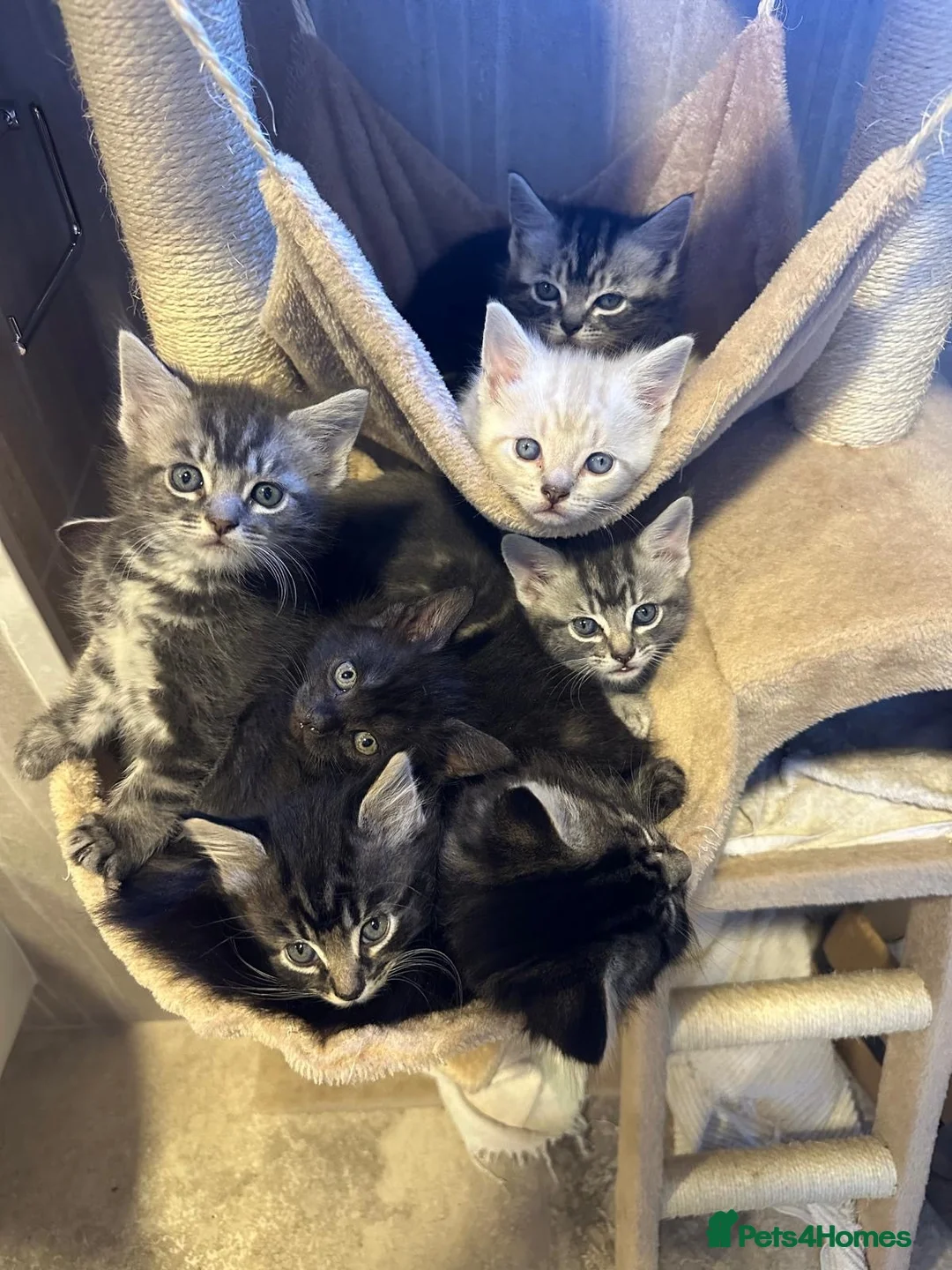 Mixed Breed cats for sale: Lovely 8 kittens are looking for home  - Advert 1
