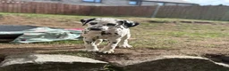 Dalmatian dogs for sale:  KC REGISTERED DALMATIAN PUPS  - Advert 5