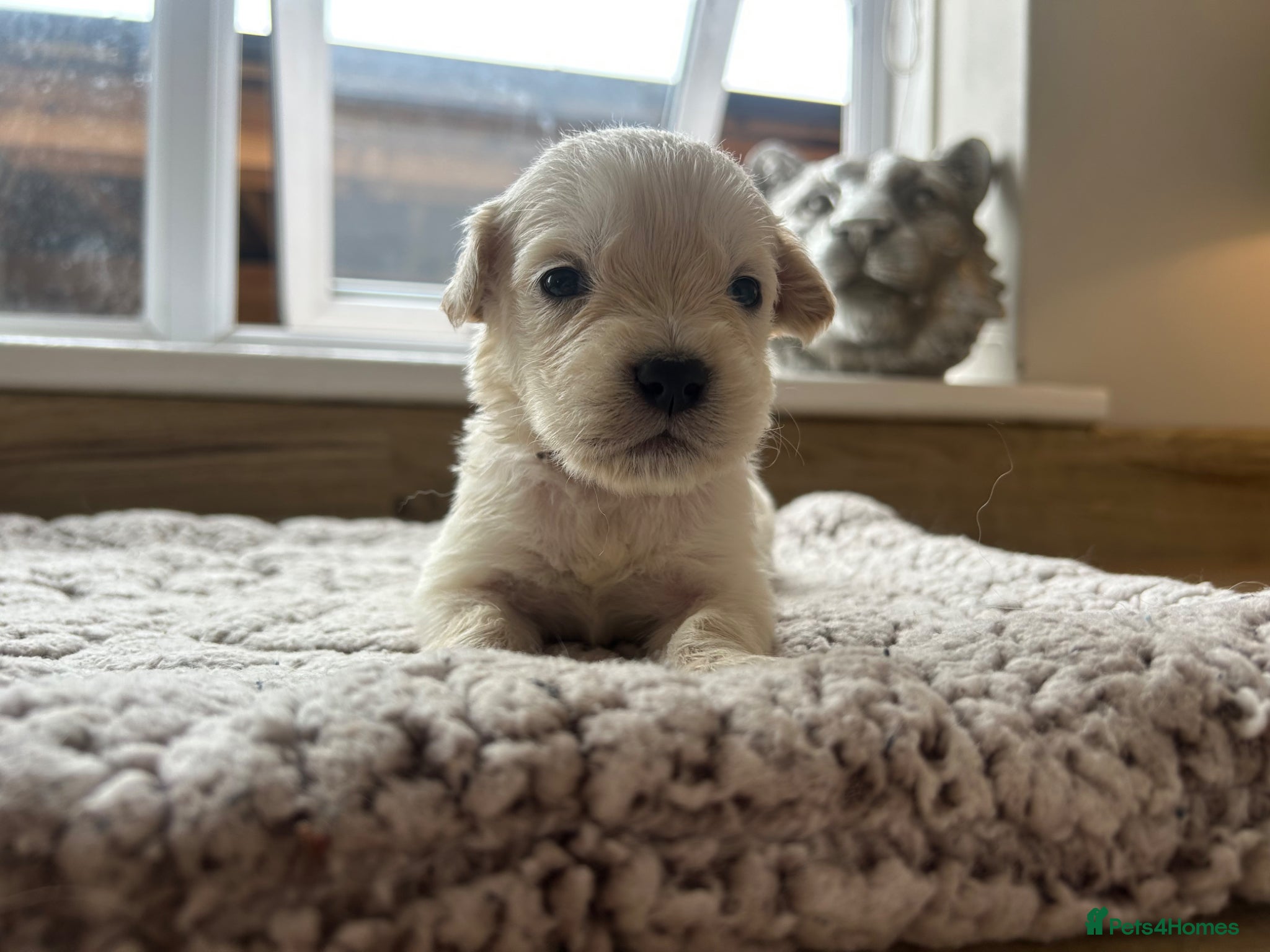 Golden Retriever dogs Gorgeous golden retriever pups - Advert 3