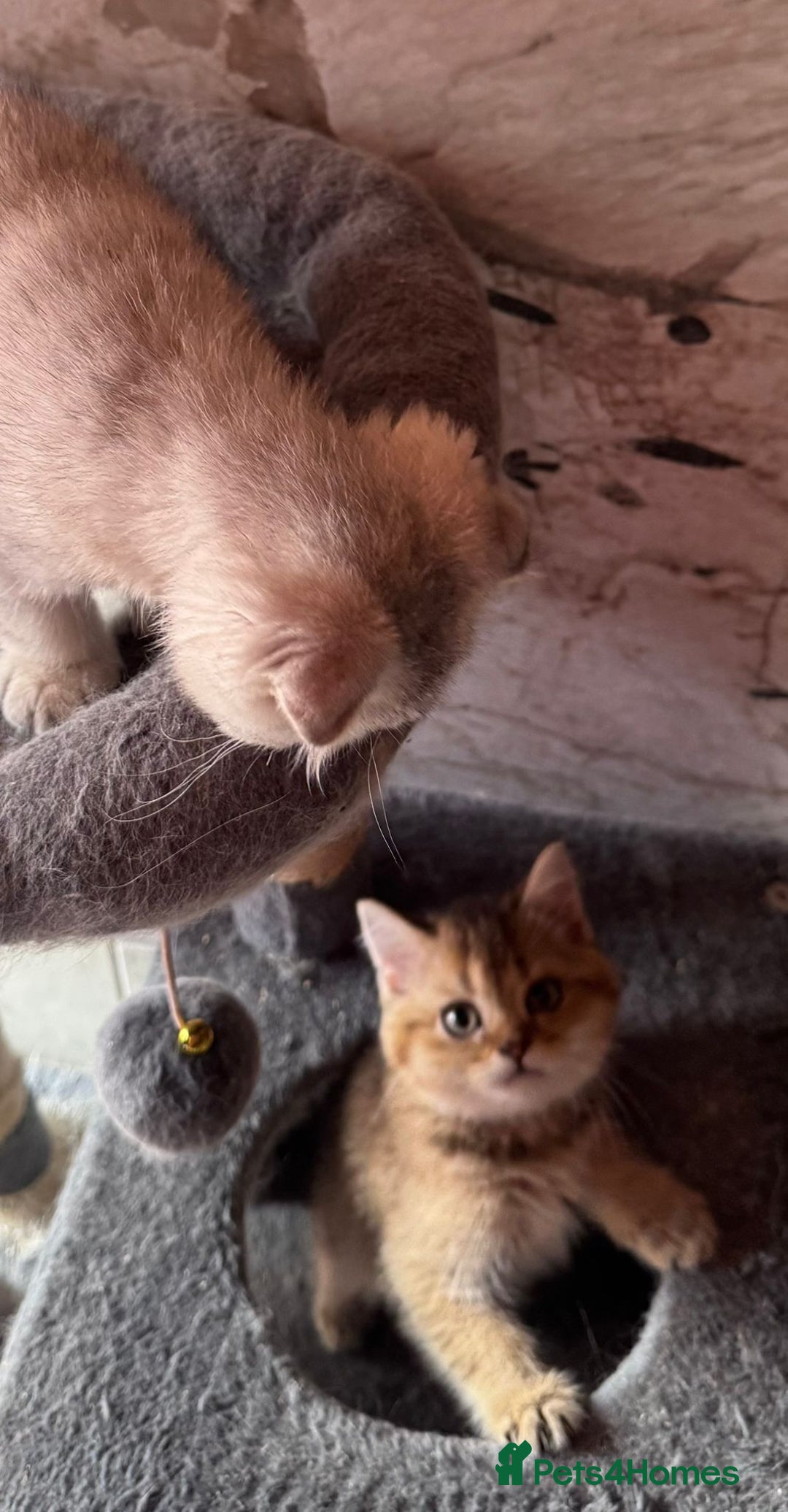 Scottish Fold cats for sale: Scottish fold kittens in hull - Image 5