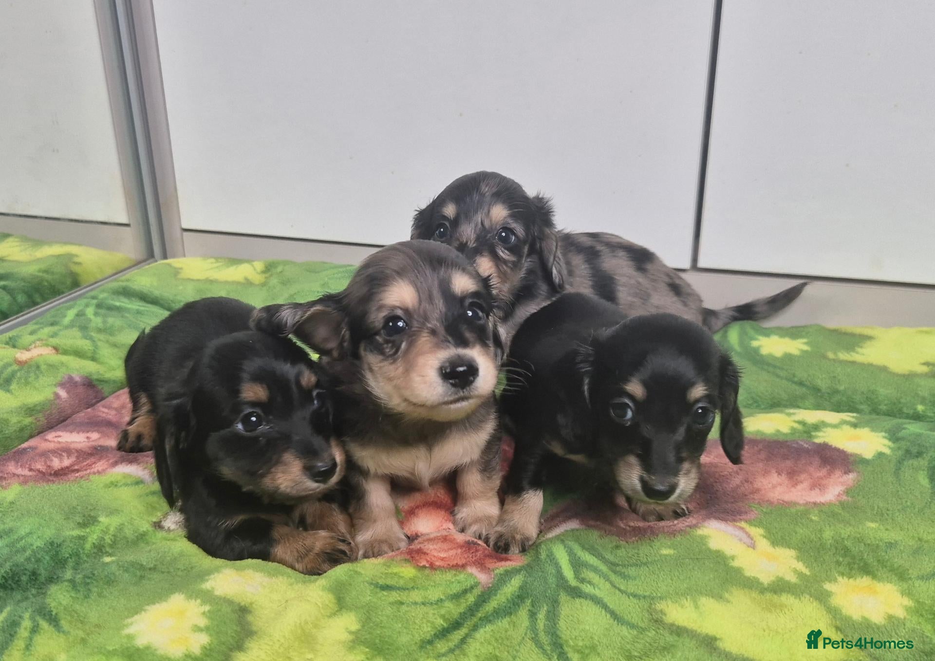Miniature Dachshund dogs for sale: ⚜️KC reg PRA clear Miniature dachshund puppies  - Advert 4