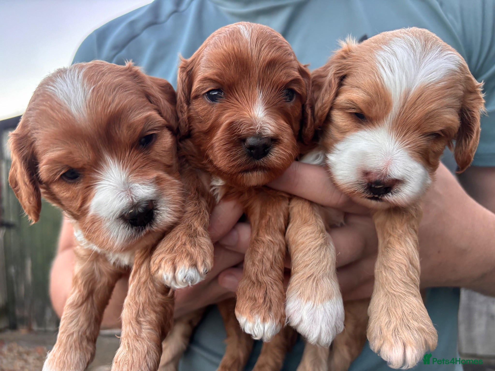 Cavapoo dogs 2 Beautiful Cavapoo puppies left - Advert 18
