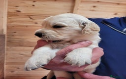 Golden Retriever dogs for sale: Golden retriever puppies  - Image 4