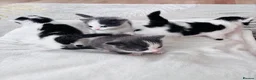 Mixed Breed cats for sale: Four Beautiful Kittens - Advert 1