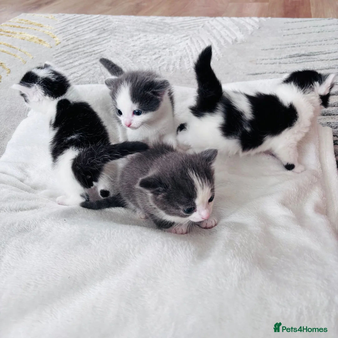 Mixed Breed cats for sale: Four Beautiful Kittens - Advert 1