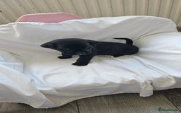 Mixed Breed dogs for sale: Huge American akita x cane corso pups - Advert 25