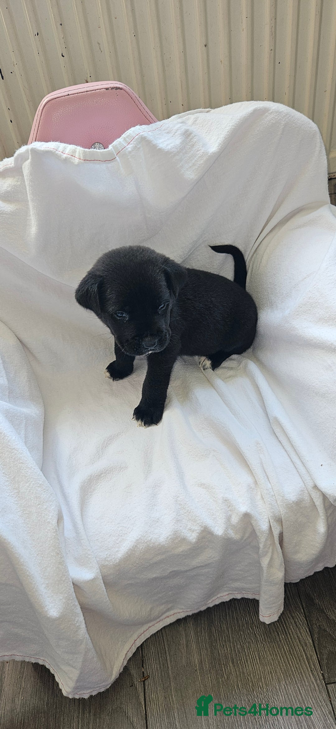 Mixed Breed dogs for sale: Huge American akita x cane corso pups - Advert 25