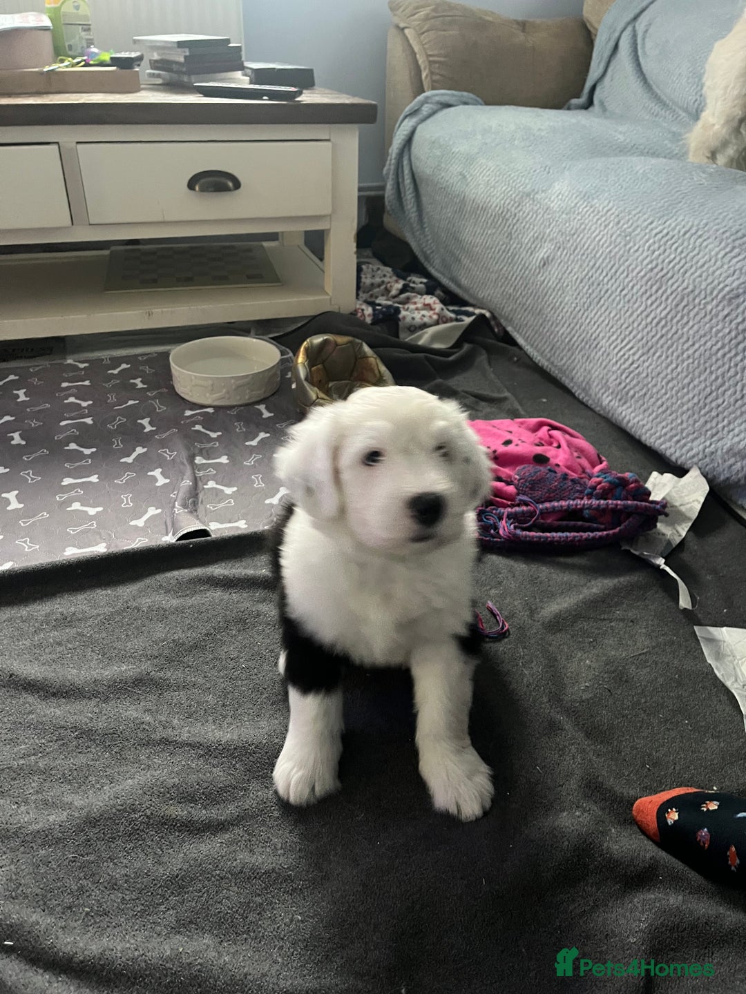Old English Sheepdog dogs for sale: Old English Sheepdog Puppies - Advert 4