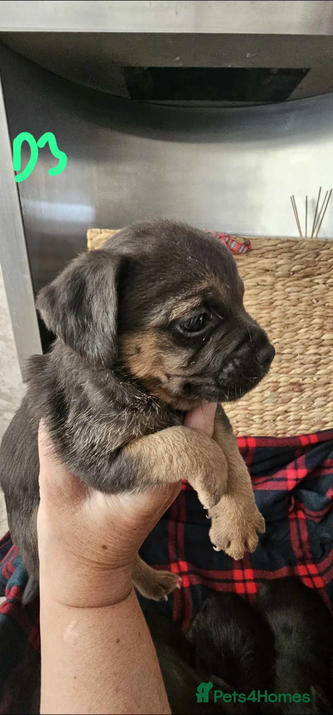 Border Terrier dogs for sale: KC REGISTERED BORDER TERRIER PUPS in Hamilton - Advert 15