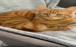 Mixed Breed cats for adoption: Dolly has to find a new home - Image 2
