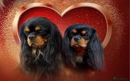 Cavalier King Charles Spaniel dogs for sale: Cavalier King Charles spaniel  - Image 16