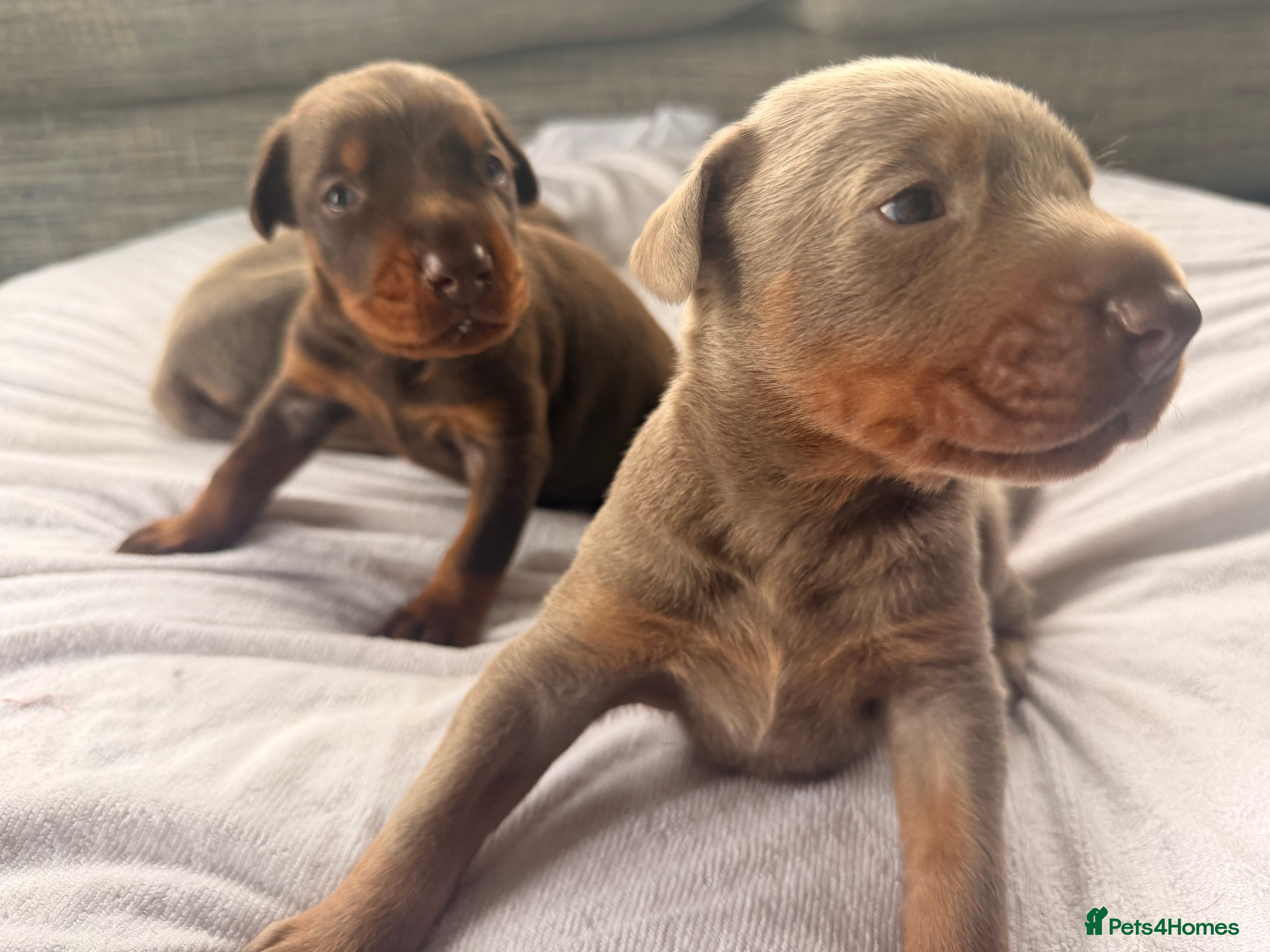 Dobermann dogs Doberman champion lines and health tested  - Advert 1