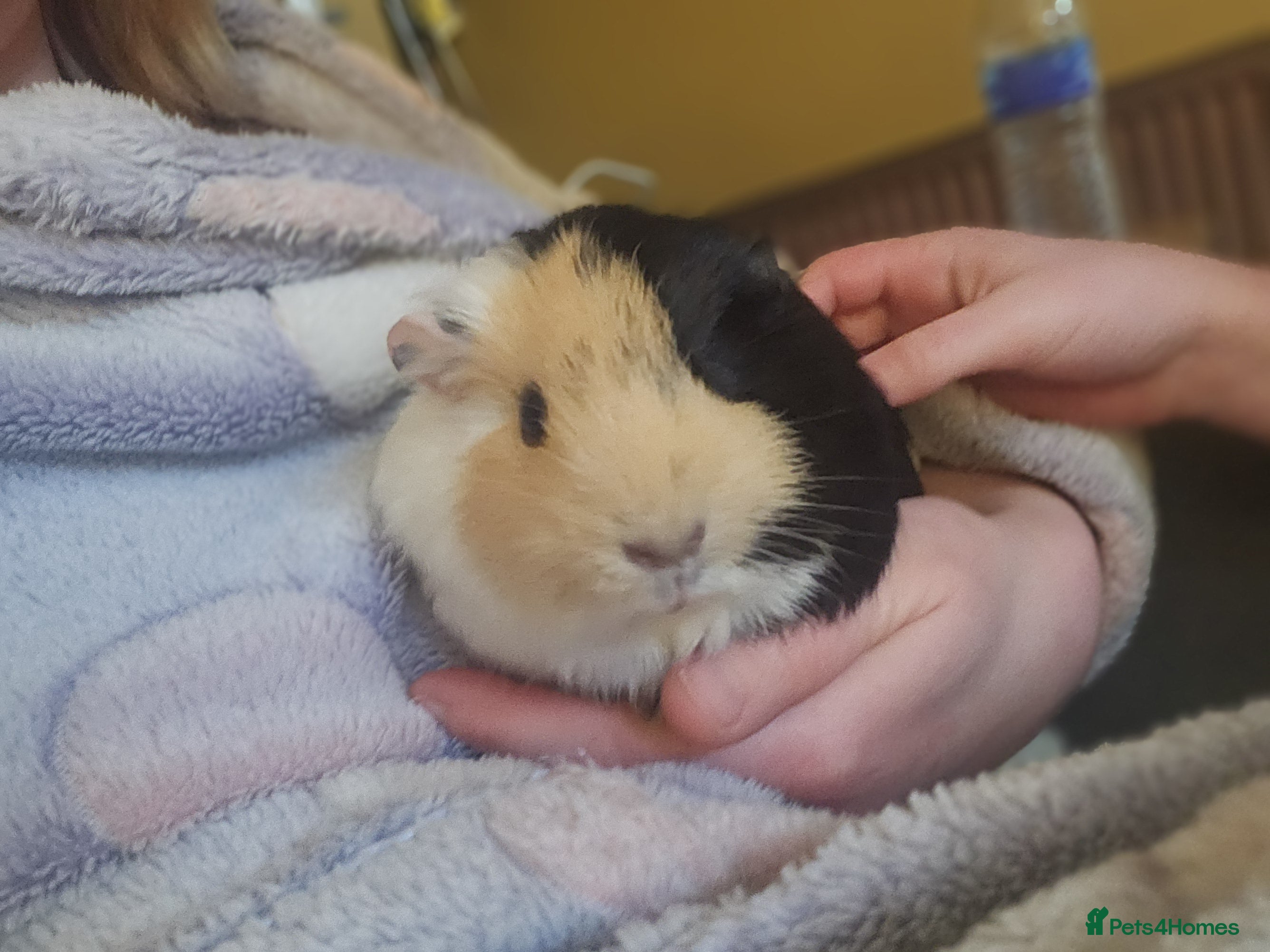 Guinea Pig rodents 3 girlies and cage included - Advert 7