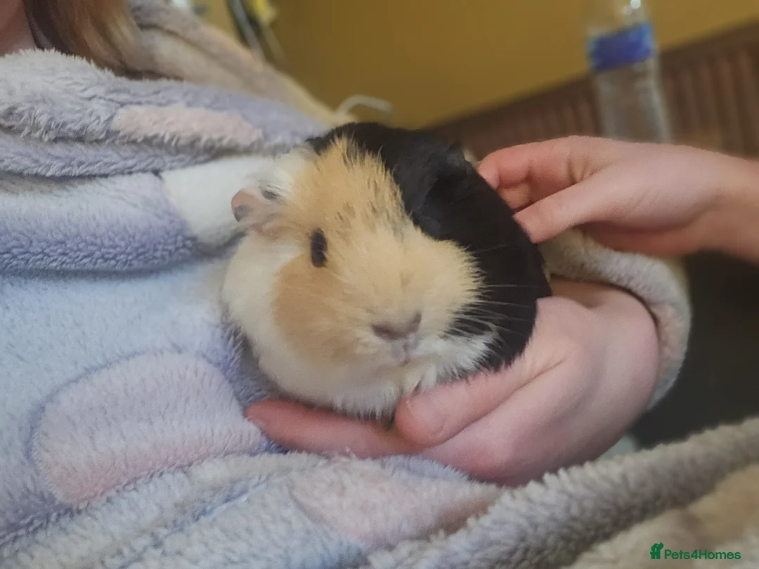 Guinea Pig rodents for sale: 3 girlies and cage included - Advert 1