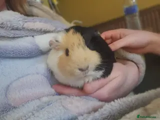 Guinea Pig rodents 3 girlies and cage included - Advert 13