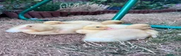 Ducks poultry for sale: Cherry valley ducklings in Chelmsford - Advert 1