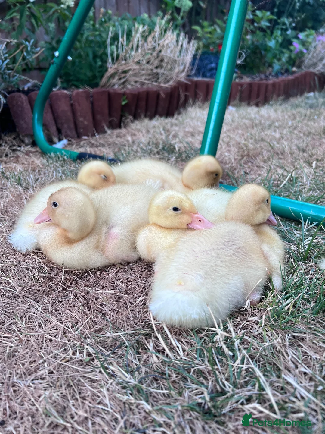 Ducks poultry for sale: Cherry valley ducklings in Chelmsford - Advert 1