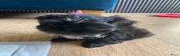 Shih Tzu dogs for sale: 4 Beautiful Shih-Tzu  - Advert 17