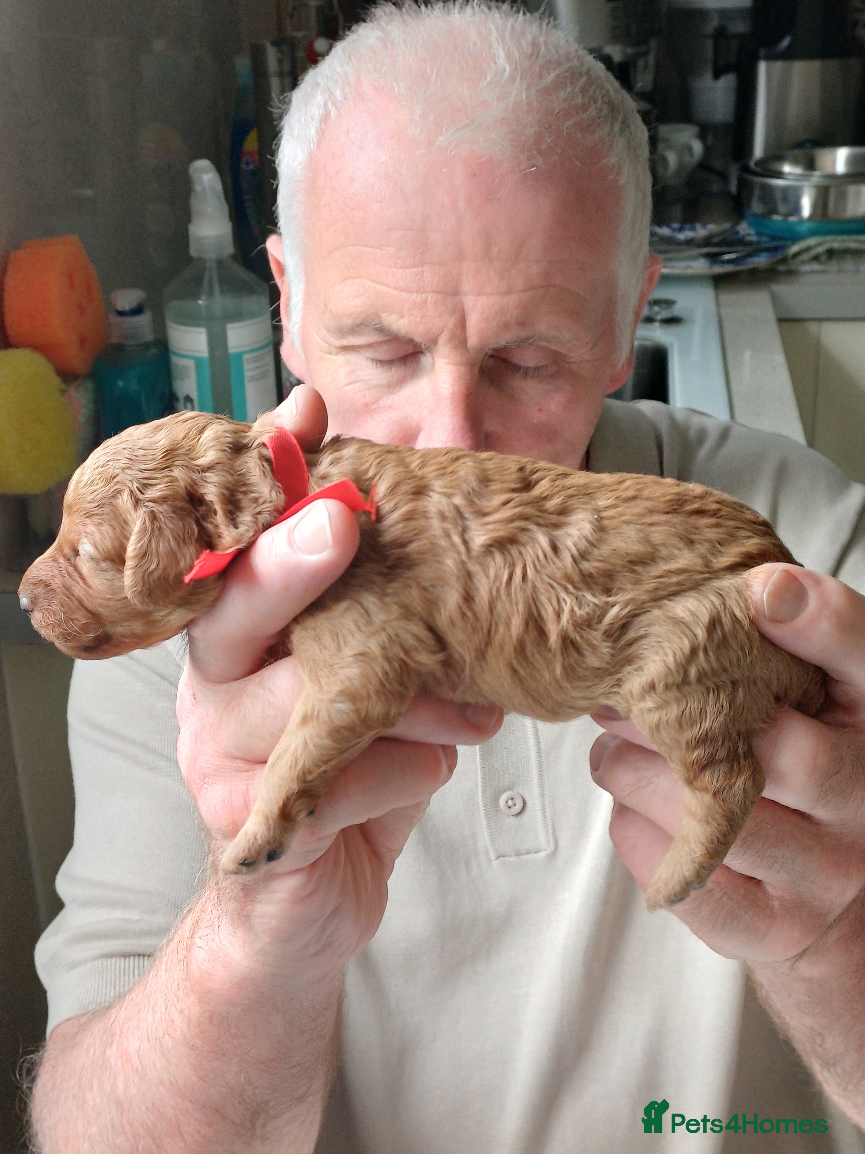 Cavapoo dogs APRICOT FIB CAVAPOO BORN- 26/6/26 - Advert 2