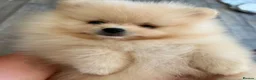 Pomeranian dogs for stud: ⭐⭐⭐ **** TEDDY FACED POMERANIAN STUD ⭐⭐⭐ - Advert 11