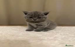 British Shorthair cats for sale: British Shorthair kittens Lilac/Blue 3 Girls 1 Boy - Image 2