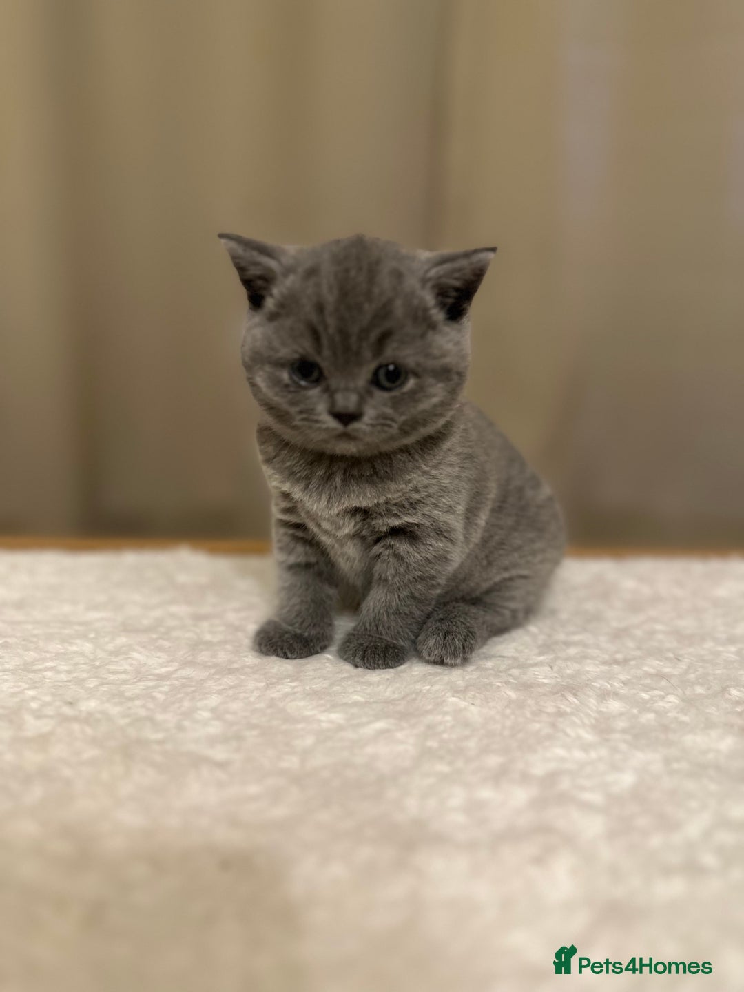 British Shorthair cats for sale: British Shorthair kittens Lilac/Blue 3 Girls 1 Boy - Image 2