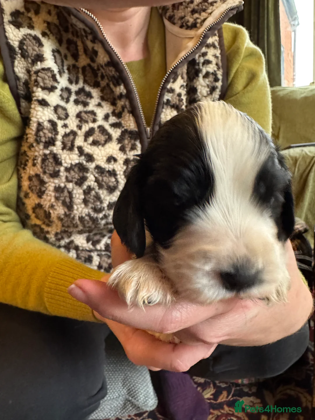 Cocker Spaniel dogs for sale: Cocker Spaniel (show type) puppies  - Advert 5