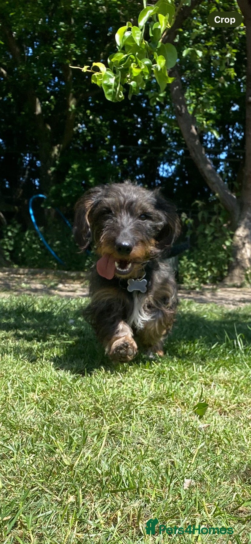 Dachshund dogs for sale: Dachshund KC wire haired puppies  - Advert 1