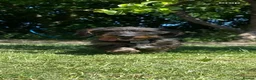 Dachshund dogs for sale: Dachshund KC wire haired puppies  - Advert 1