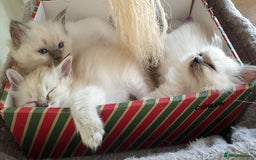 Ragdoll cats for sale: Stunning Adult Ragdoll and Kittens available!  - Image 7