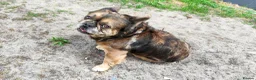French Bulldog dogs for sale: Adult fluffy Frenchies for sale  in Wakefield - Advert 10