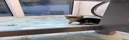 Bengal cats for sale: 2 beautiful Bengal mixed kitten girls.  - Advert 3