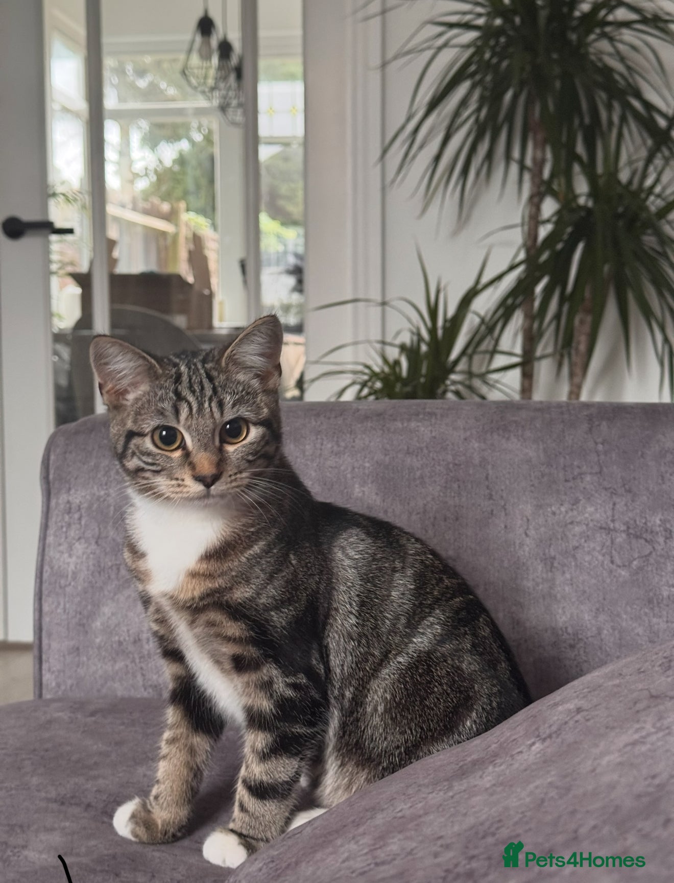 British Shorthair cats Loved Tabby Cat - 1 year old - Advert 18