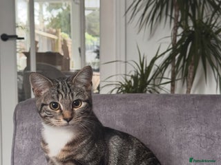 British Shorthair cats Loved Tabby Cat - 1 year old - Advert 1