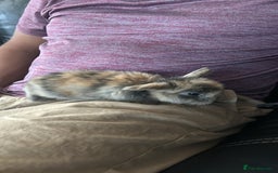Mini Lop rabbits for sale: Cute mini lops - Image 1