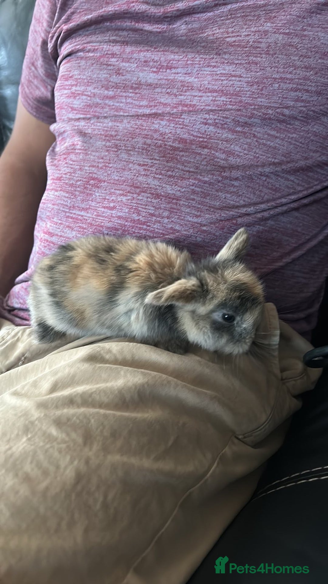 Mini Lop rabbits for sale: Cute mini lops - Image 1