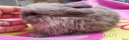 Mini Lop rabbits for sale: Beautiful bunnies - Advert 1