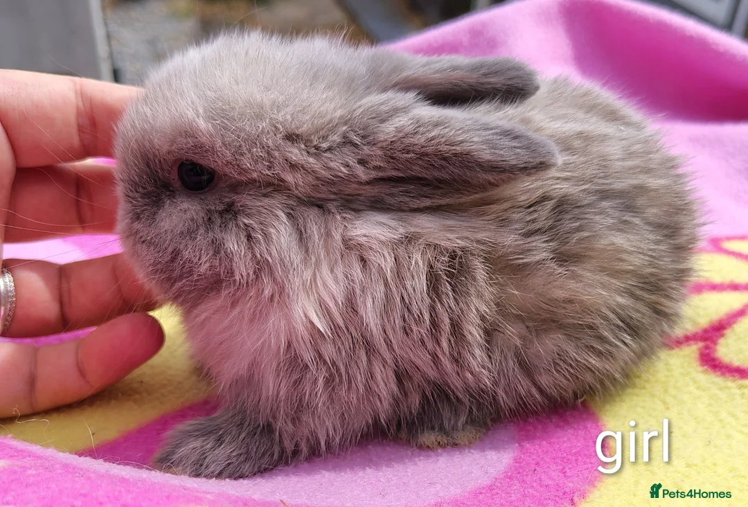 Mini Lop rabbits for sale: Beautiful bunnies - Advert 1