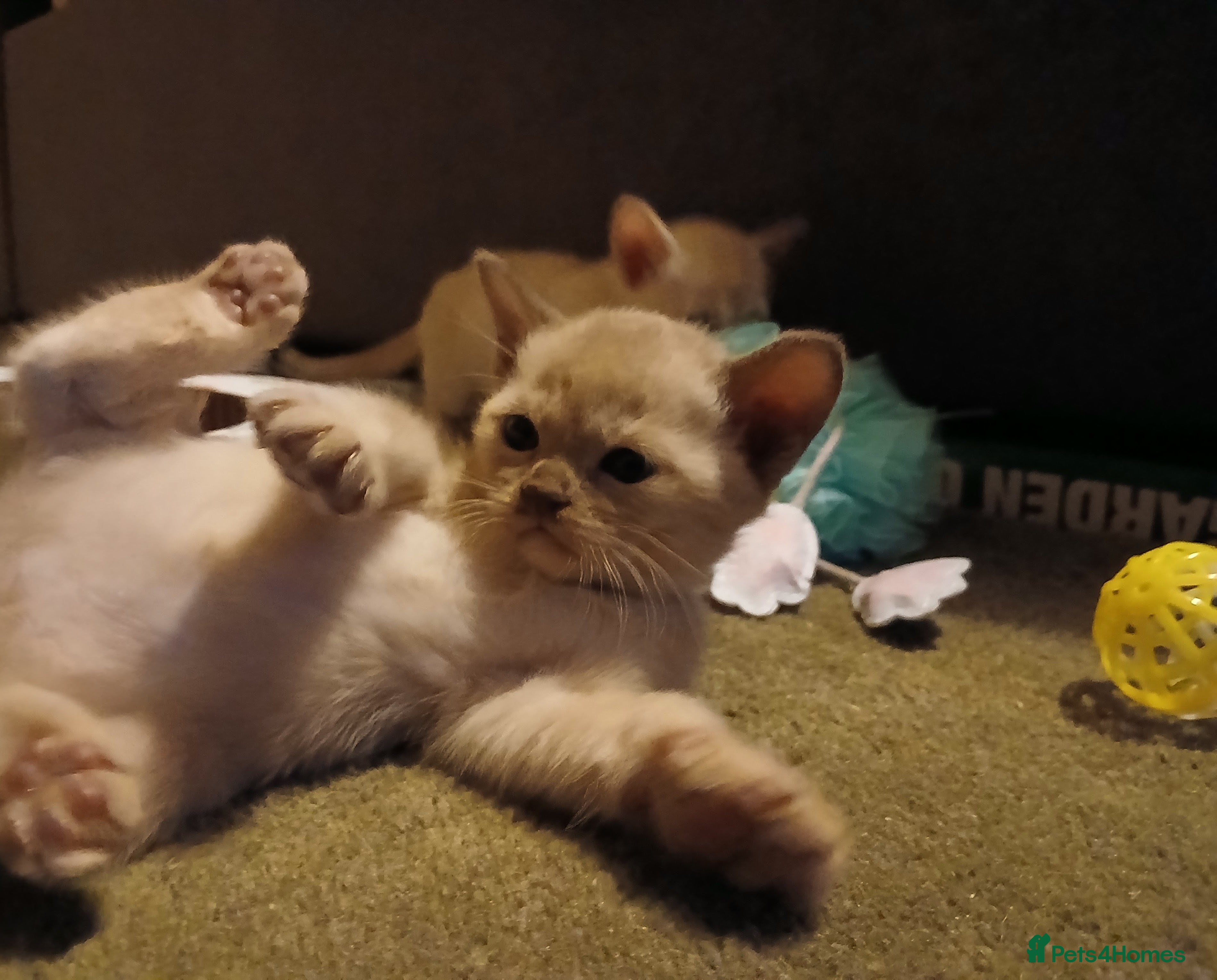 Burmese cats Chocolate Burmese Boy. GCCF Registered - Advert 6