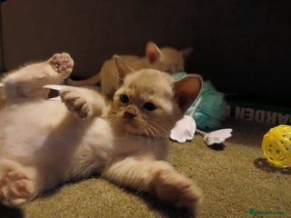 Burmese cats Chocolate Burmese Boy. GCCF Registered - Advert 6