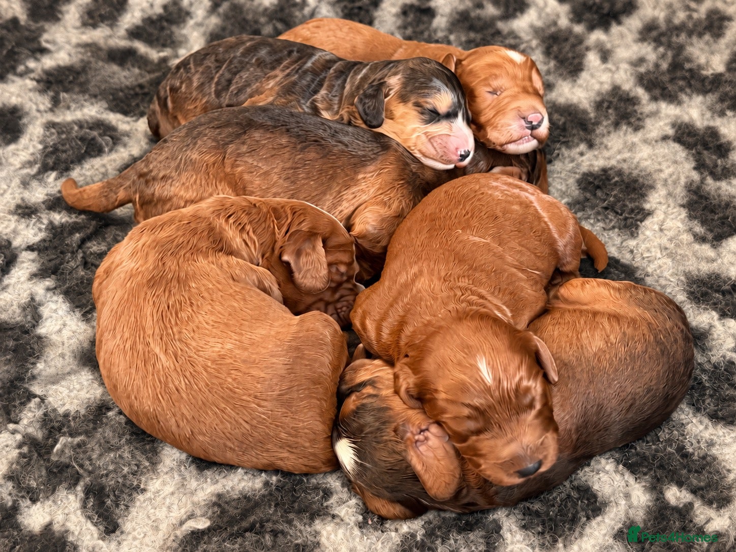 Cockapoo dogs Stunning red sable and red F1 Cockapoo’s - Advert 2