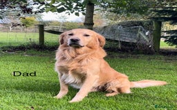 Golden Retriever dogs for stud: Golden Retriever Stud Dog Dual Purpose  - Image 1