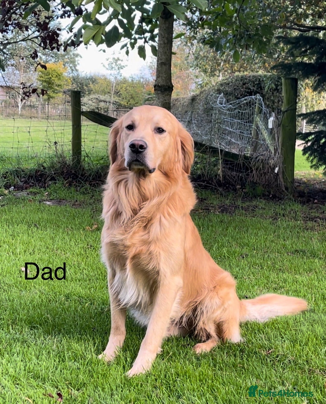 Golden Retriever dogs for stud: Golden Retriever Stud Dog Dual Purpose  - Image 1