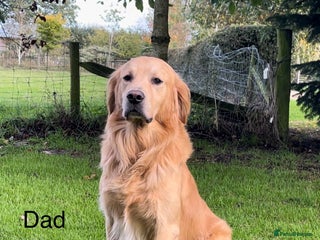 Golden Retriever dogs - Advert 13