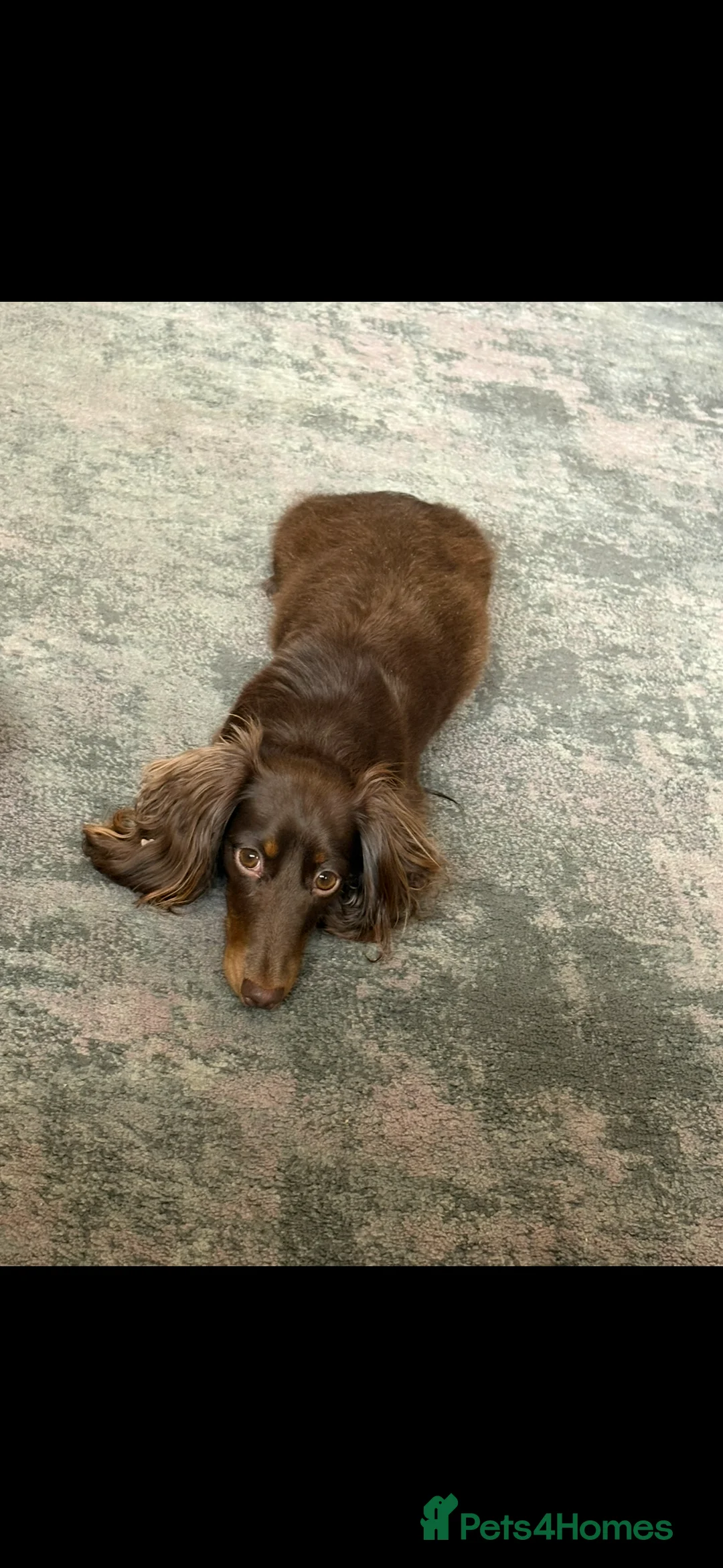 Miniature Dachshund dogs for sale: Stunning KC reg miniature dachshunds  - Advert 2