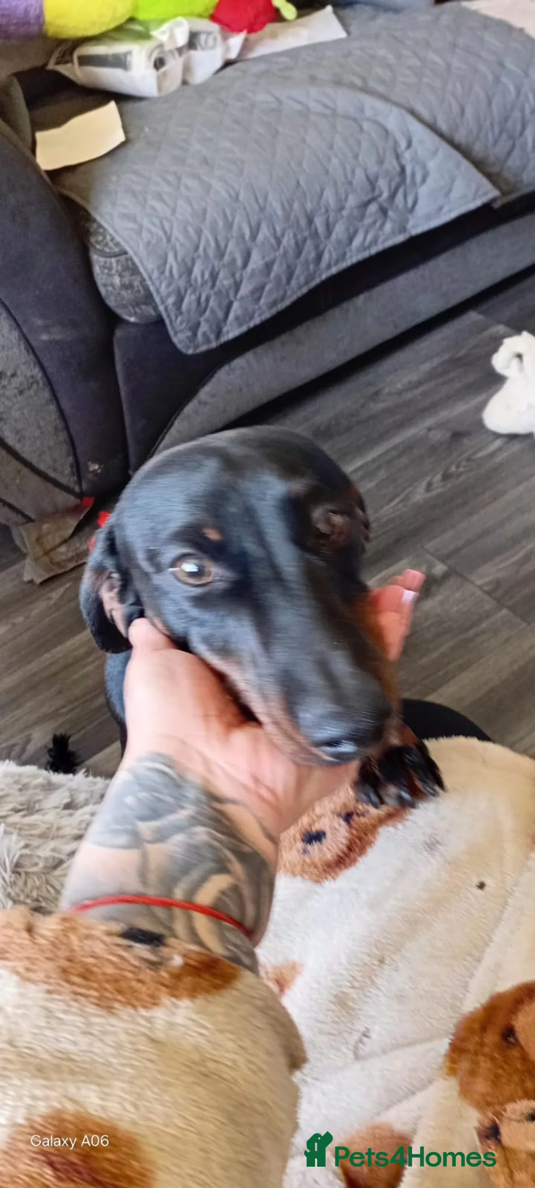 Miniature Dachshund dogs for sale: EXPERIENCED, SINGLE-PET HOME ONLY - Advert 2