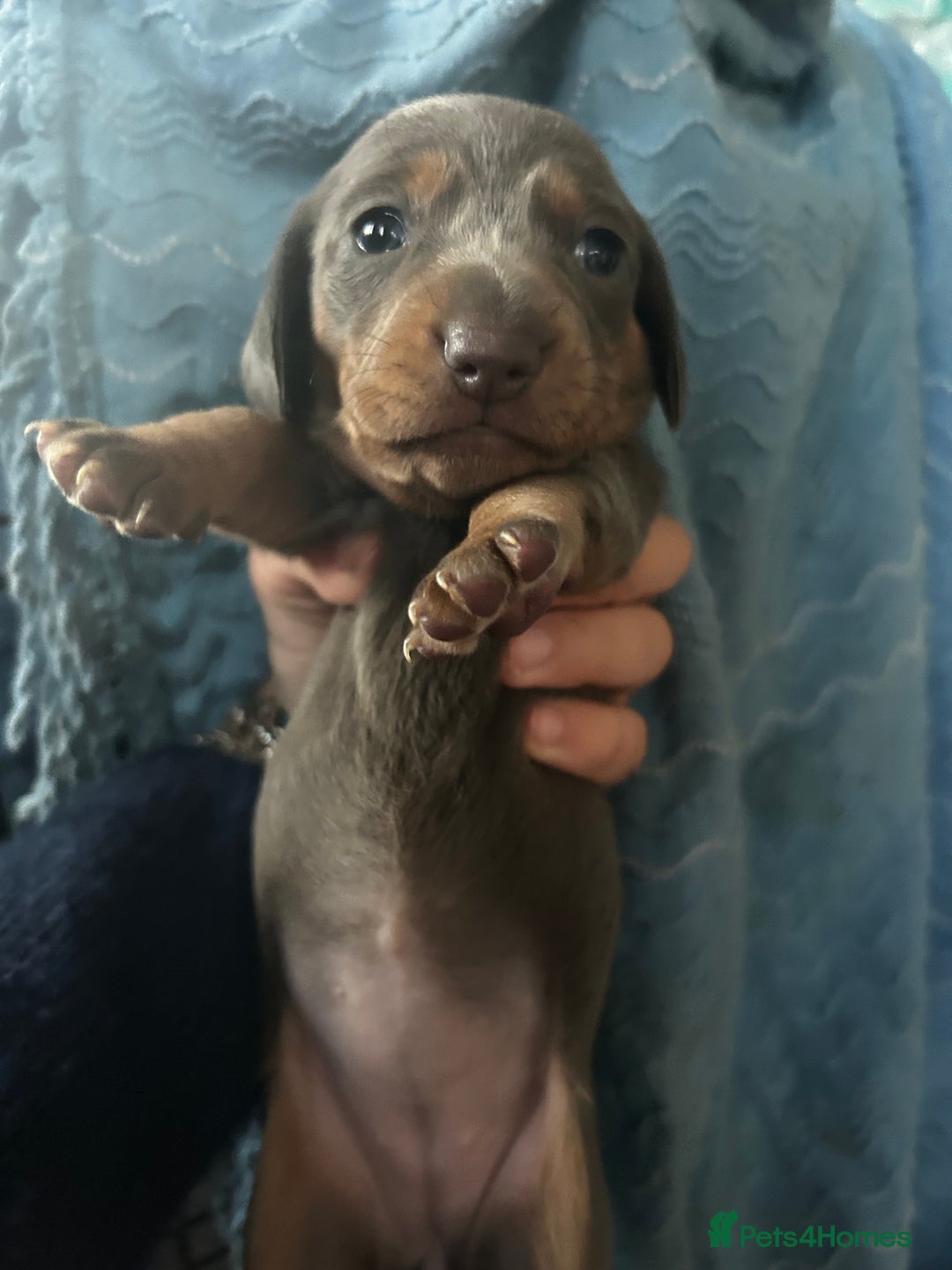 Miniature Dachshund dogs for sale: Stunning miniature dachshund puppies  - Image 4