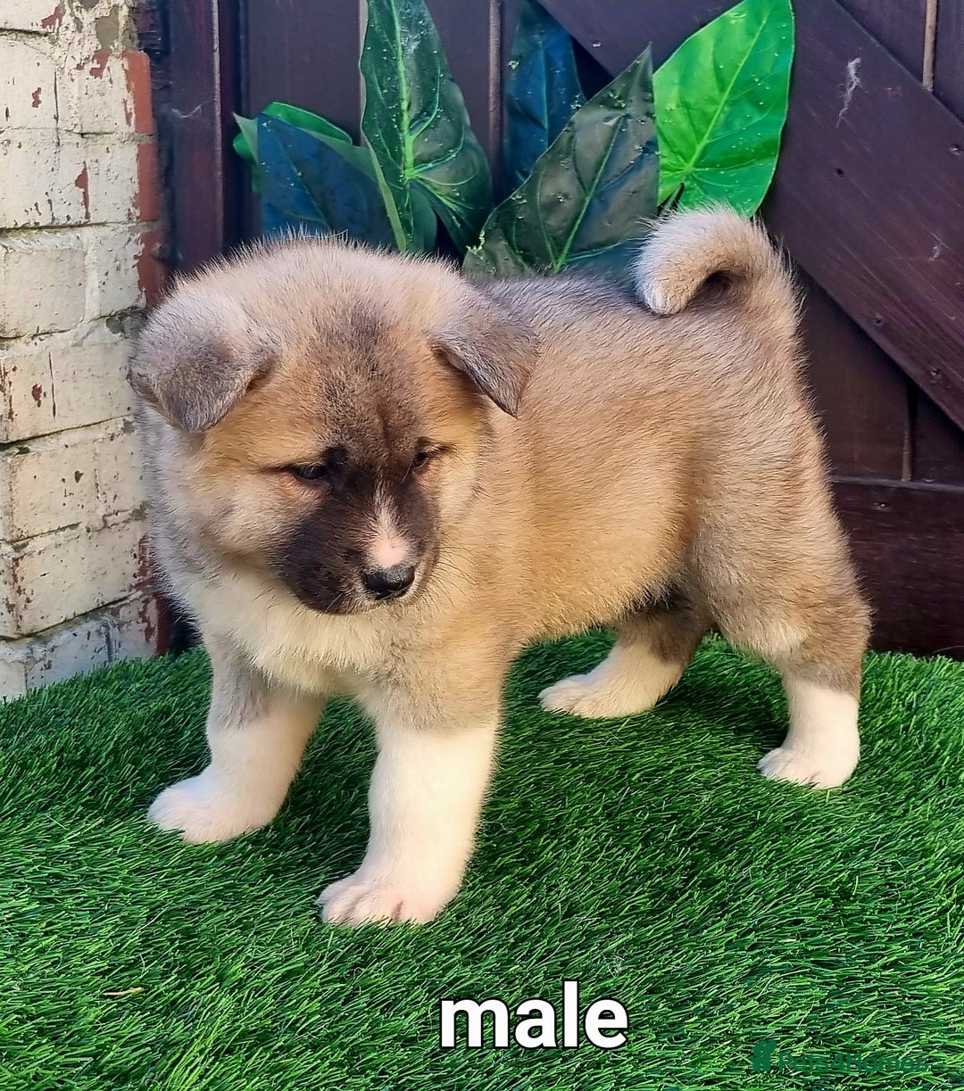 Akita dogs for sale: Akita pups  in Sunderland - Advert 4