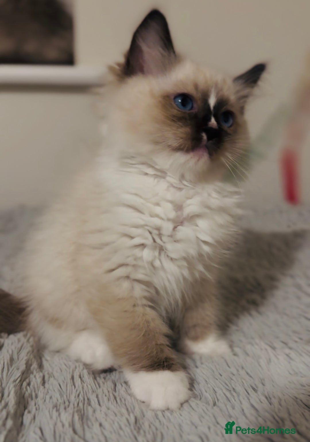 Ragdoll cats for sale: 💙🐾Tica full Pedigree🐾EU Ragdoll 🐱🐾DNA Clear - Image 28