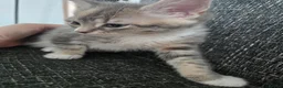 Mixed Breed cats for sale: Half bengal in Stoke-on-Trent - Advert 4
